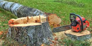 Best Tree Preservation Services  in Ridgemark, CA