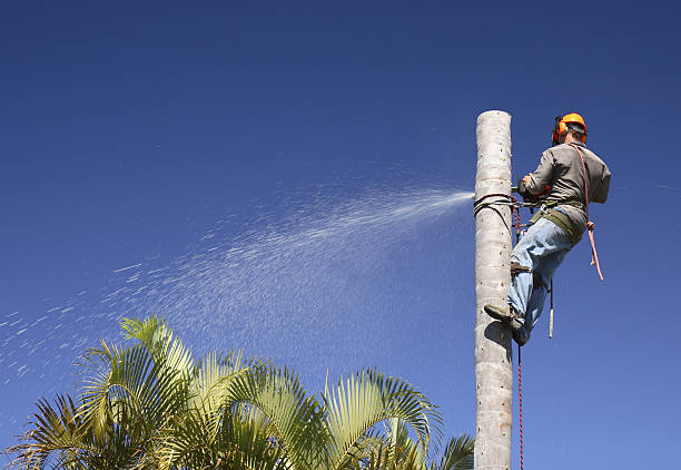 How Our Tree Care Process Works  in  Ridgemark, CA