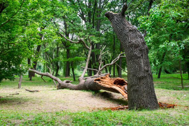Best Lawn Maintenance Plans  in Ridgemark, CA