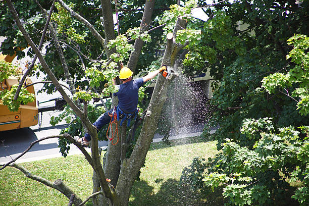 Lawn Maintenance Plans in Ridgemark, CA