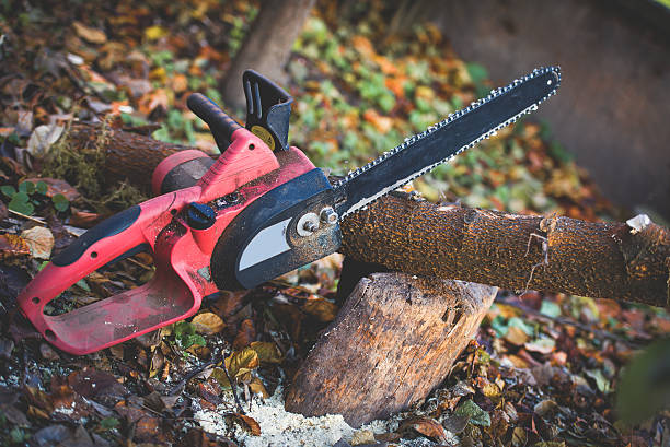 Reliable Ridgemark, CA Tree Care Solutions
